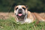 BULLDOG ANGLAIS 177